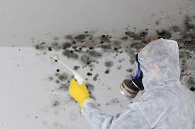 Best Mold Damage Restoration in Sheffield Lake, OH